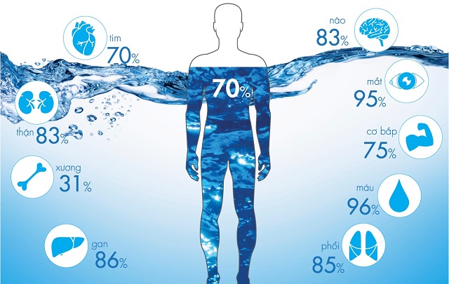 Nếu đóng vai trò đặc biệt quan trọng trong cơ thể, nếu mất đi 1% lượng nước thì hiệu suất làm việc giảm đi 10%