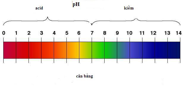 Độ pH là gì? pH trong cơ thể ở mức bao nhiêu?