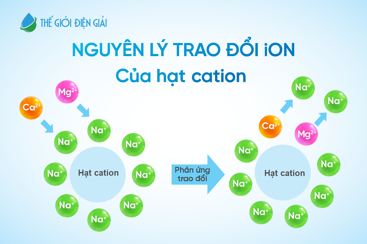 Phản ứng trao đổi ion của hạt nhựa Cation 