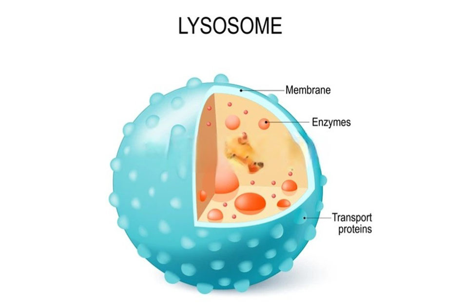 Cấu tạo của Lysosome