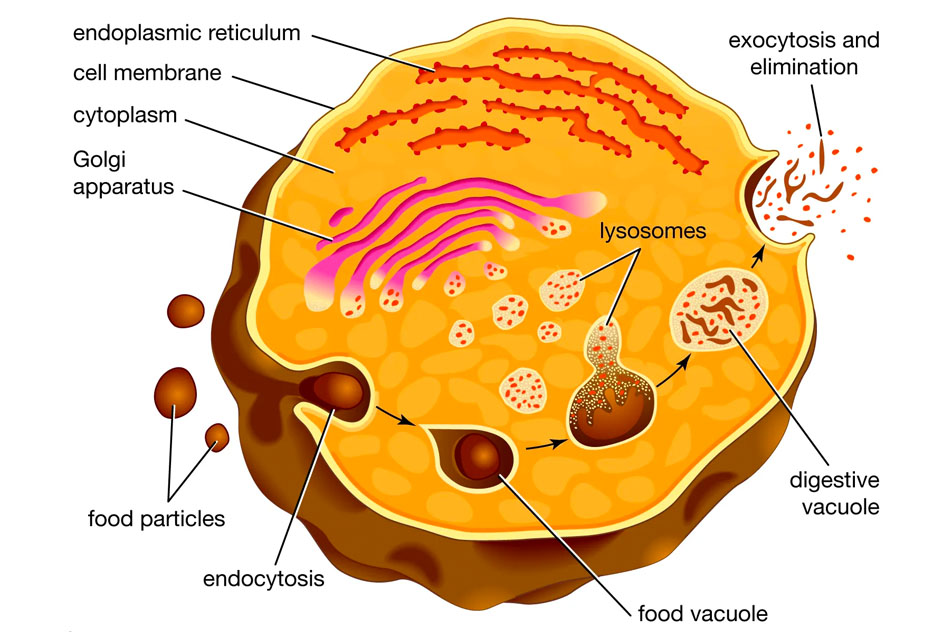 Cơ chế hoạt động của Lysosme trong tế bào