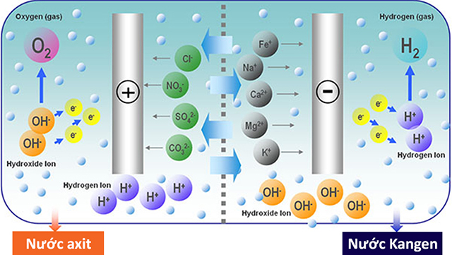 Nước Kangen (nước ion kiềm) được sản sinh ở cực âm, còn nước ion Axit được sản sinh ở cực dương