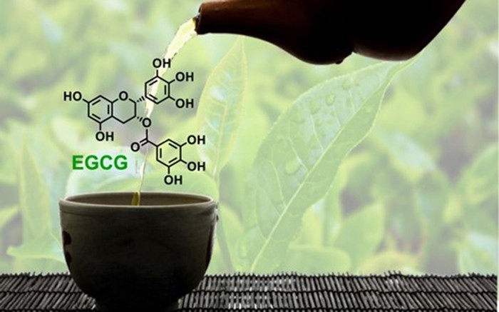 EGCG là chất chống oxy hóa mạnh được chiết xuất từ nước trà xanh